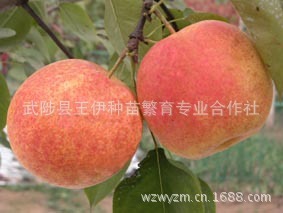 武陟王伊种苗供应杂交新品种满天红梨苗