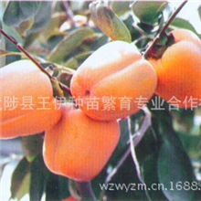 涩柿新品种斤柿丰产性好抗病性强速速抢购