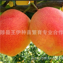 武陟王伊种苗大量供应梨苗梨树苗红皮梨3号