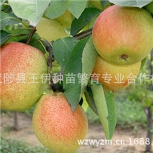 郑州果树所选育的红皮梨新品种红太阳品质上等