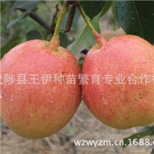 武陟王伊种苗提供优质红酥脆梨种苗品质上等耐贮藏