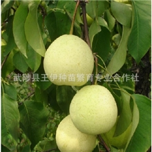 大量供应优质晚熟梨苗中梨三号梨苗