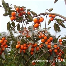 中农红灯笼柿子树自产现货