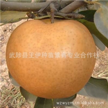 晚秋黄梨苗风味较淡体值小适应密植