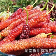 果树苗桑椹树苗果桑之王-台湾特大果桑桑苗当年结果