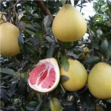 湖南果苗柑桔苗早熟红肉柚子-超级红肉蜜柚树苗无籽产量高