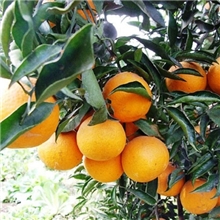 湖南果苗批发优质嫁接橙子苗丰产脐橙新品种--无核金钱蜜橙种苗