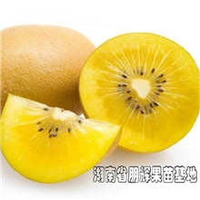 爸爸去哪儿买名贵树苗进口新西兰黄金奇异果/珍品黄金果猕猴桃