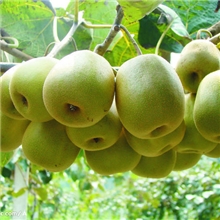 果树苗木批发红肉型弥猴桃新品种-红阳猕猴桃苗耐贮藏支持混批