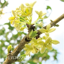 绿化苗木批发香樟树园林桂花树速生一年生日香桂树苗可盆栽