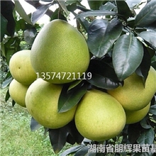 湖南果苗柚子树苗新品种-巨型柚子苗天皇蜜柚苗