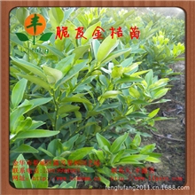 【超低价出售】金华苗木脆皮金桔苗金桔大果树苗木果树苗批发