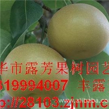 【超低价出售】翠冠梨苗黄花梨果树苗黄花梨树苗果树苗木批发