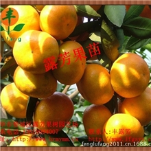 【超低价特供】高糖度特早熟大分1号桔苗桔子苗果树苗木批发