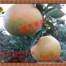 【超低价出售】本场自育精品果树苗木大降价胡柚苗木批发