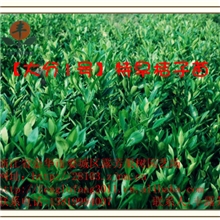 特早熟高糖度大分1号蜜桔苗、大分早生蜜桔苗、特早熟蜜桔苗