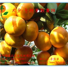 特早熟大分1号桔子苗桃苗石榴苗红肉蜜柚苗红心猕猴桃苗批发