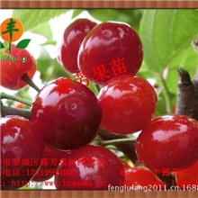 【超低价出售】本场自育精品果树苗木批发黑珍珠短柄樱桃苗木