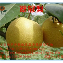 黄花梨树苗黄花梨树水果苗供应翠冠梨树苗果树黄花梨苗木批发