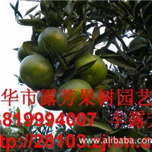 【超低价出售】大分1号、（大分早生）桔子苗木桔苗桔子树批发