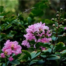 大量低价供应百日红树苗山东优质百日红百日红苗价格