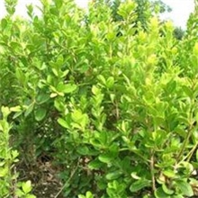 批发灌木瓜子黄杨小叶黄杨瓜子黄杨球瓜子黄杨苗