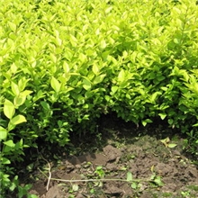 产地瓜子黄杨球瓜子黄杨苗瓜子黄杨树瓜子球黄杨