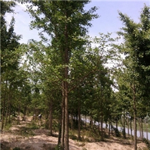 正宗银杏批发银杏小苗优质银杏苗木包成活