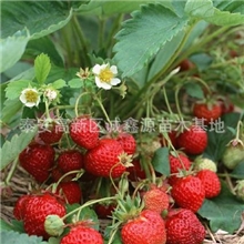 供应山东草莓苗红颜草莓树苗优质丰产耐运个大草莓苗