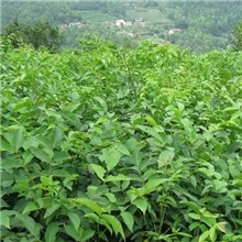 专业销售泰山红光板栗苗泰山薄壳红丰板栗苗山东板栗苗