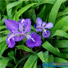 供应优质绿化苗木燕尾鸢尾红花草玉簪葱兰石竹一串红