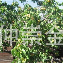 批发杏树杏树种苗杏树种子及各种果树小苗园林用果树