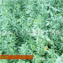 供应迎春花连翘等绿化苗木