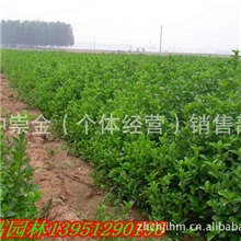 低价特供大叶黄杨小叶黄杨金叶女贞红叶小檗绿化苗木