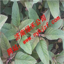 雪樱子种子批发特菜种子保健蔬菜种子