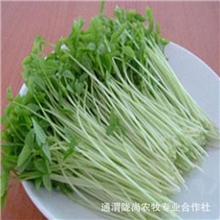 常年批发绿色产品2013年新松柳种子（三角豆）