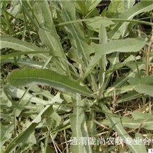 供应绿色食品新鲜野生苦菜别名荼苦荚、甘马菜、老鹳菜、无香菜。