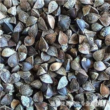 批发供应优质甜荞,营养价值高，