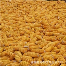 供应甘肃特产2012年优质黄玉米