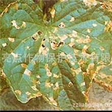 供应特效黄瓜角斑病杀菌剂