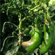 供应预防辣椒落花杀菌剂