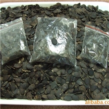 鱼翅瓜种子，金丝瓜种子，面条瓜种子