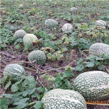 供应稀罕瓜种子，风靡港澳台，全国可种植的鱼翅瓜种子