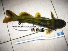 供应江颡江黄颡、割鱼、格呀鱼、黄颡骨、黄鮟鱼、黄鹌、黄双鱼