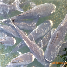 胖头鱼（专供酒店）量大送货上门