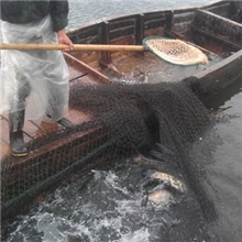 供应胖头鱼