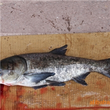 供应大花鲢(量大送货上门)