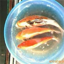 供应各种规格红鲤鱼,锦鲤鱼（量大送货上门）