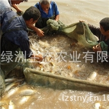 纯种黄河鲤鱼，体况健壮，新鲜美味，无公害养殖