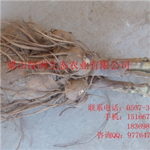 优质白术，质量好，无公害种植，现货，无任何有毒物质处理